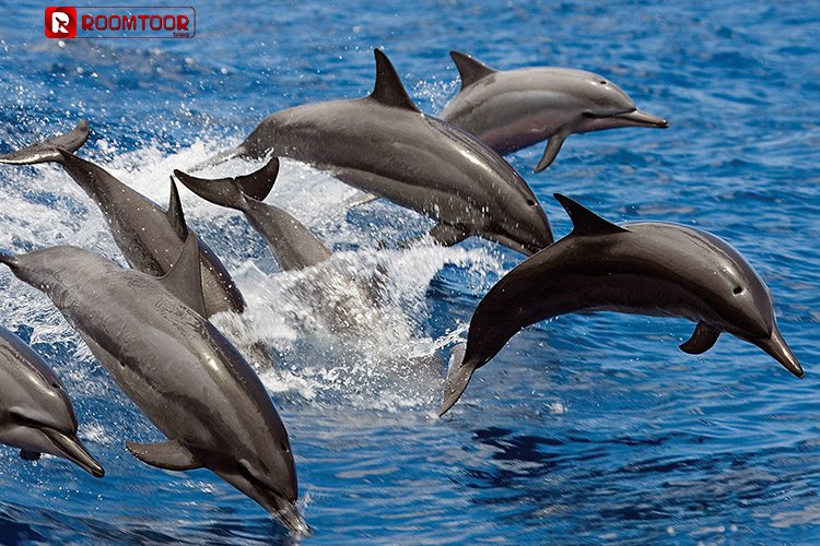 عکس دلفین های جزیره هنگام